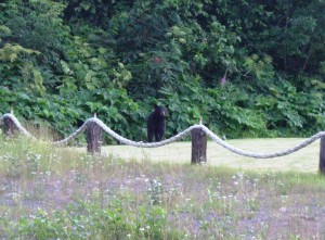 Curious little black bear