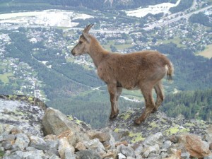 A chamois we met during our ascent at Mont Blanc