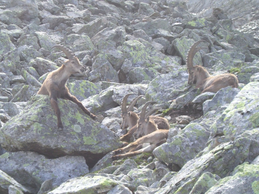 A group of ibex relaxing in the sun