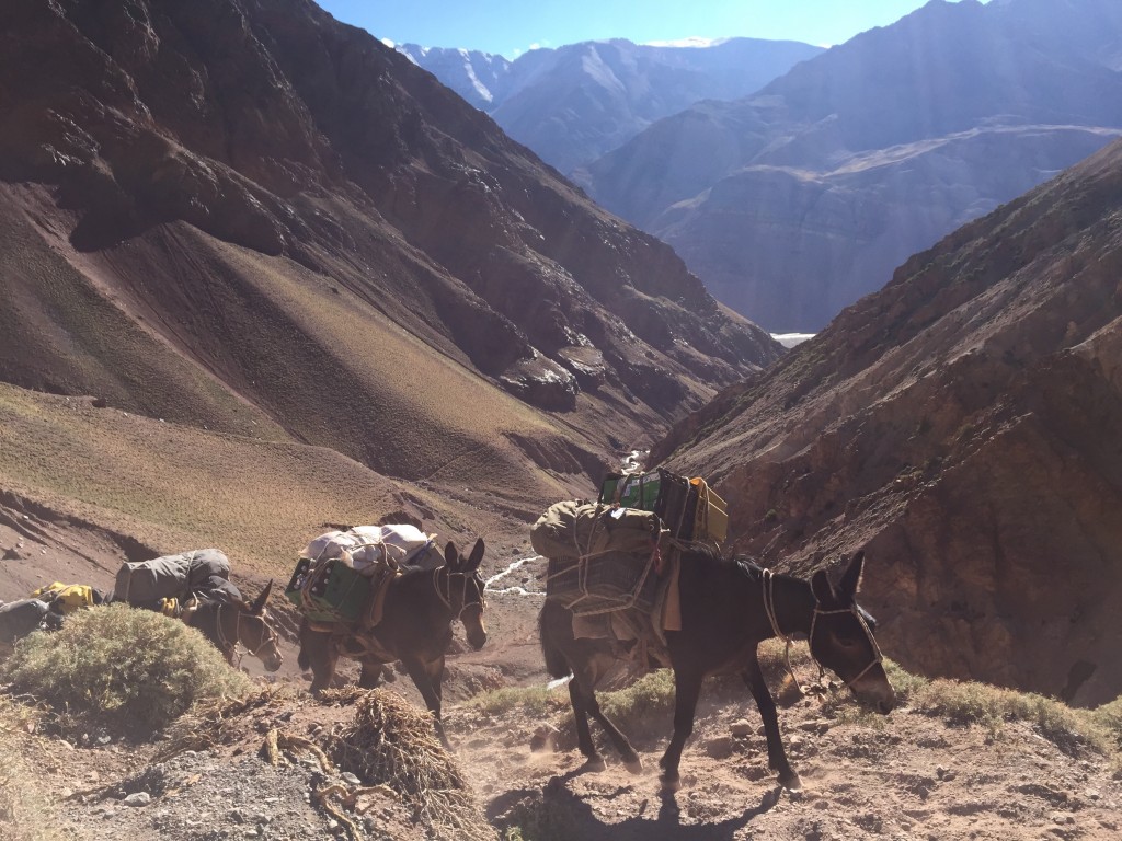 Mules carried our luggage into Base Camp